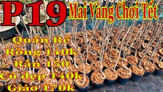 mai vàng chơi tết p19 | 0902166514  C .Phương | rể rồng - rể rắn - củ đẹp - Mai Giảo ghép già mùa