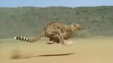 Cheetah: "Kamu tidak tahu apa-apa tentang kecepatan"