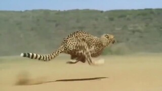 Cheetah: "You know nothing about speed"