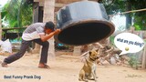 Wow ! The Ring & Big Plastic Box  Prank Dog Very Funny Reaction Dog