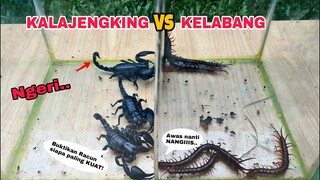 EKSPERIMEN: KALAJENGKING vs KELABANG [BATTLE]