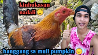 kapatid ni pumpkin black pumpkin 1x