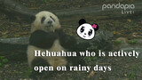 Hua Hua yang tetap semangat beraktifitas meski sedang hujan