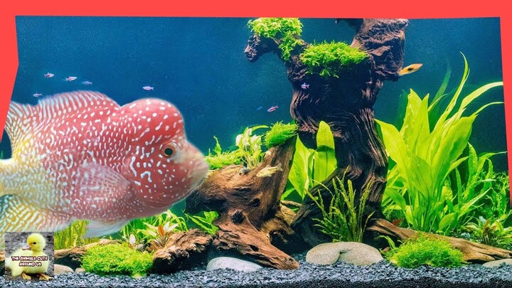 Big Flowerhorn Fish, Are You Afraid Or Like? - The Animals Cute Around Us - The Animals Around Us