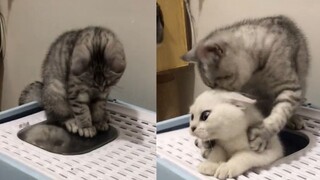 The enemy forever? The kitten blocked his Dad from leaving the toilet