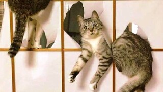 Funny animals - Funny cats / dogs - Funny animal videos   111