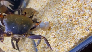 Melawan Kepiting di Langit 2, Dragon Tip VS Kepiting Guntur Ungu, pertarungan jarak dekat di Cina Te