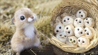 AWW SO CUTE! Cutest baby animals Videos Compilation Cute moment of the Animals - Cutest Animals #12