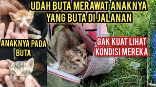 Di Luar Nalar Kucing Buta Merawat Anak-Anaknya Yang Juga buta Di Jalan Kuasa Allah Mereka Bisa Hidup