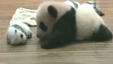 Playful big panda