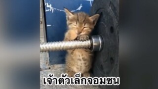 เพื่อนตัวน้อย สัตว์เลี้ยงแสนซน : เจ้าตัวเล็กจอมซน