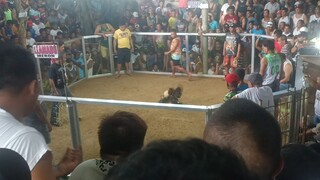 2x Winner Mayahin