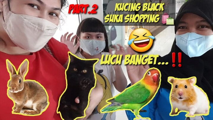 KUCING BLACK 🐈‍⬛ SUKA SHOPPING 🛍📱 Part.2 | HEWAN SOSIALITA, LUCU BANGET‼️🤣  #sugarglider #kucing