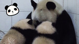 The mother panda feeds two baby pandas