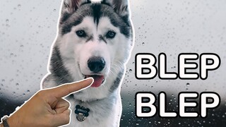 Blep Challenge | Husky Don't Care!