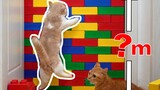 Thử thách xếp tường cao xem mèo nhảy được đến mức nào