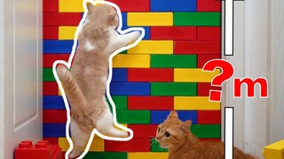 Thử thách xếp tường cao xem mèo nhảy được đến mức nào
