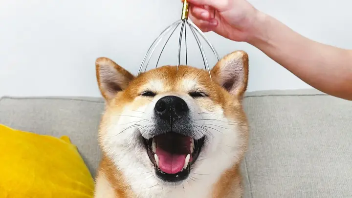 How Will Shiba Inu React to the Soul Extracting Scratcher?