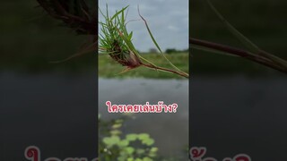 ใครเคยเล่นบ้าง? #ไก่หญ้าแพรก #ของเล่น #shorts #ฝากติดตาม #ช่องยูทูป #พี่แมน #มิสเตอร์แมน