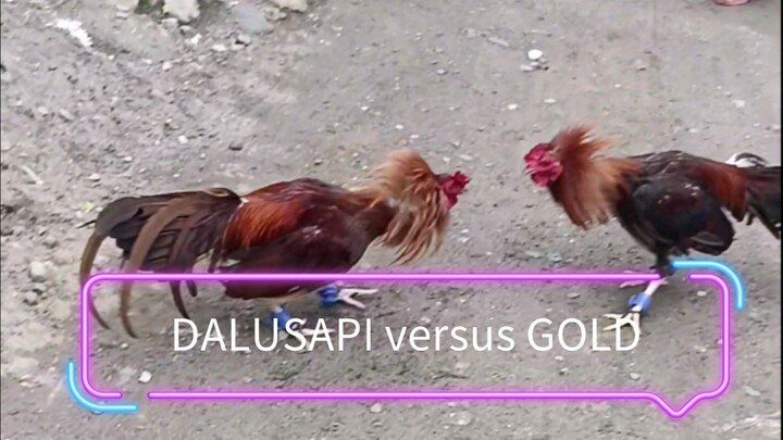 DALUSAPI vs GOLD