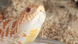 Peliharaan Reptil|Ular Hognose Minum Air
