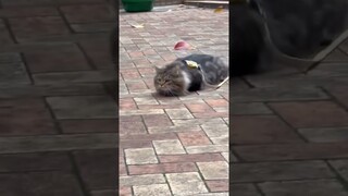 Funny cat and dogs 😂😂 episode 330 #dog #shorts #cat #pets #funny