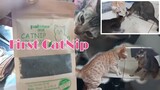 High of catnip |Big Catnip fight  for my kitties watch till the end very funny