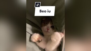 Mỗi lần thay trải giường là thích nghịch lắmm meo KhoeDepDonTet xuhuongtiktok cat beothemeow fyp