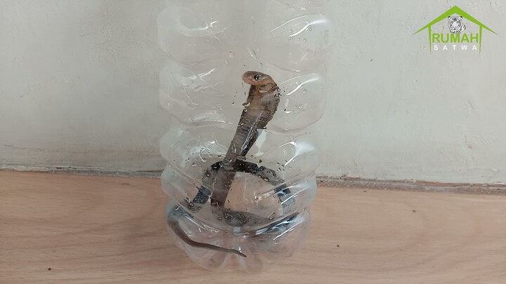 Anak Ular King Cobra Agresif