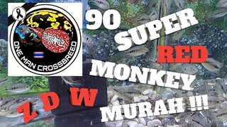 PART 2, PRE ORDER BURAYAK SUPER RED MONKEY THAILAND.