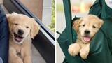 Funny And Cute Golden Puppies Make You Happier | Cute Puppies