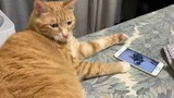 [Mèo cưng] Mèo vàng háo sắc xem phim người lớn