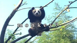[Animals]A cute panda is climbing like a monkey