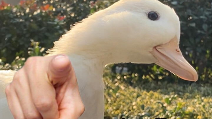 A turbo duck that blackened the airbag