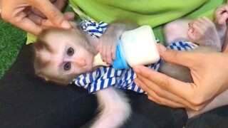 So cute baby monkey sucking milk