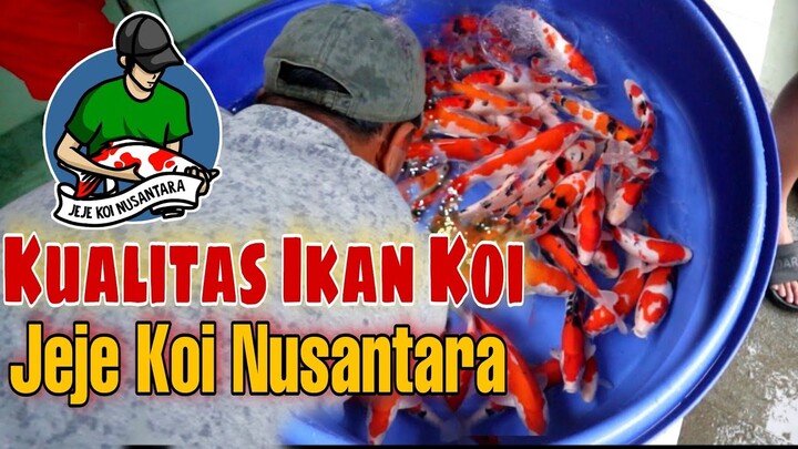 JEJE KOI NUSANTARA!! Stok baru kohaku Sanke super merah