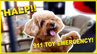 TOY POODLE DOG LOVES HER TOY| Find the toy Challenge| The Poodle Mom