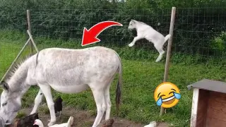 Hilarious Animal Videos That Will Make You Laugh (Funny Pets)| Pets Town