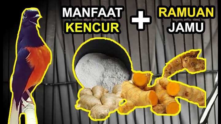 Manfaat Kencur Untuk MURAI BATU dan Ramuan Jamu