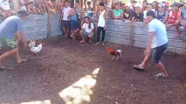 white kelso vs blues