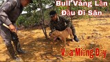 Bull Vàng Sư Phụ Tặng Lần Đầu Đi Săn Và Cái Kết | Săn Bắt Ẩm Thực Vùng Cao | ToànQN