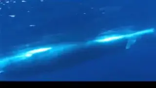 Blue Whale Amazing New Footage!!