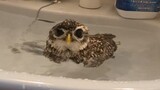 Burung Hantu Kimura yang menghentikan perawatan sehari-hari di kamar mandi