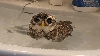 洗澡时日常弃疗的猫头鹰木村
