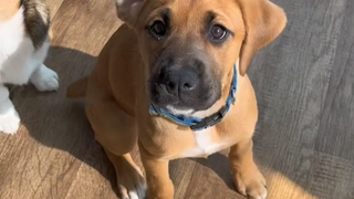 Cute collection! Interviews with the dogs in the puppy daycare class~