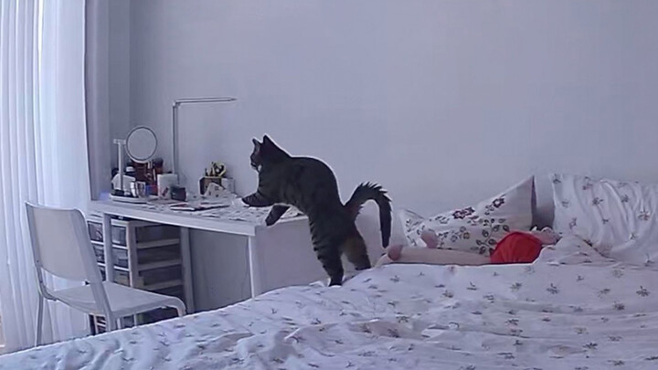 [Động vật] Hành vi kỳ quái của chú mèo bị quay phim