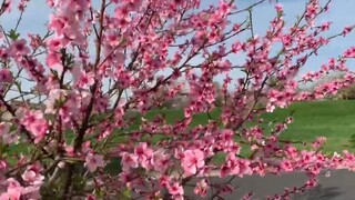 Choáng ngợp với cánh đồng hoa dại nằm ở bên cạnh đường _ Cuộc sống ở Mỹ