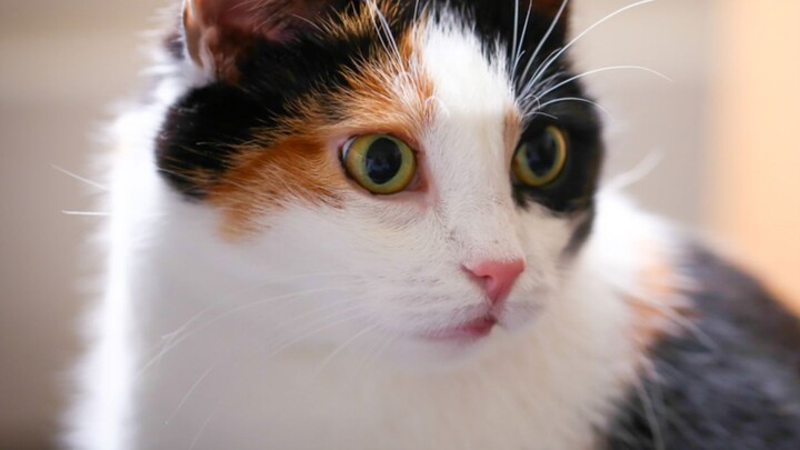 Don’t believe that calico cats are the most beautiful women in the cat world? The evidence is here!