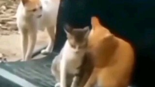 kucing gua nangis karna diselingkuhin