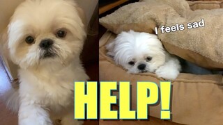 My Dog Got Sick & Tired At Home | How to Treat Shih Tzu Dog's "Sickness"?